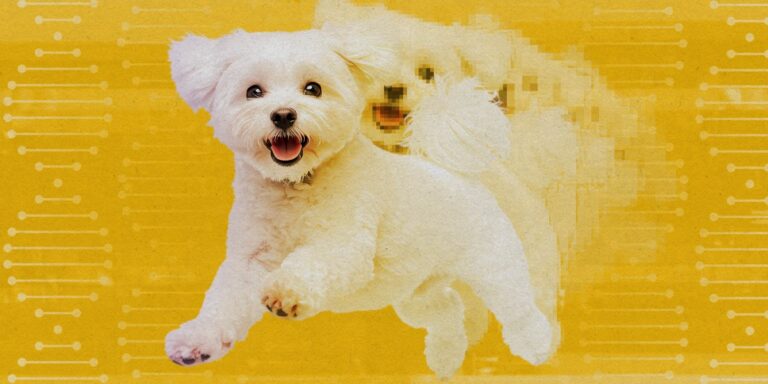 Cloning isn't just for celebrity pets like Tom Brady's dog | MIT Technology Review