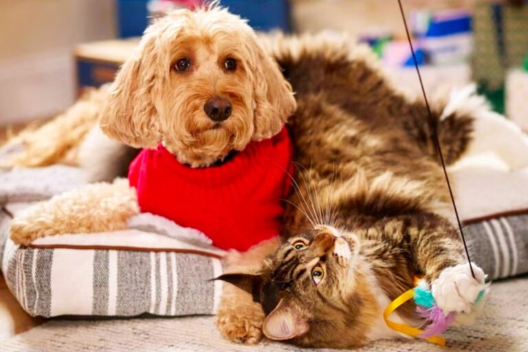 Here's why pet parents are loving these offers at Chewy on Saturday, November 8 – TAG24