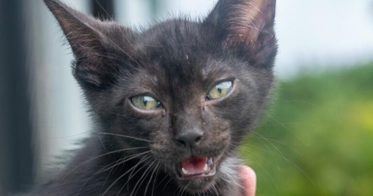 GAIN Pets of the Week | Lifestyle | guampdn.com