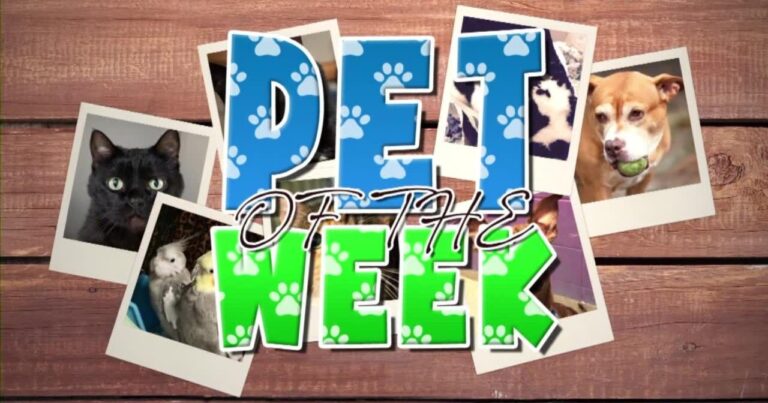 Pet of the week | Features | foxbangor.com