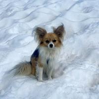 Most dogs have some wolf DNA, even chihuahuas – Hürriyet Daily News