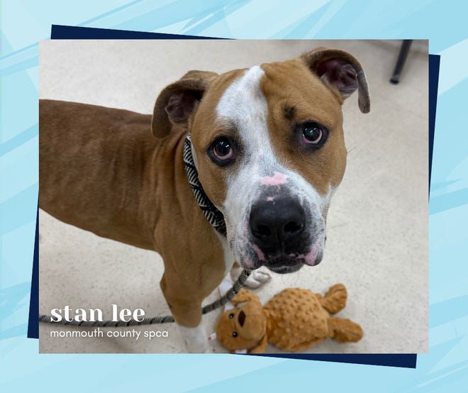 Looking for love? Check out these pets for adoption from local animal shelters (Nov. 11)