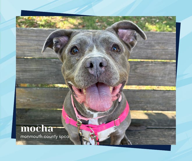 Looking for love? Check out these pets for adoption from local animal shelters (Nov. 18)