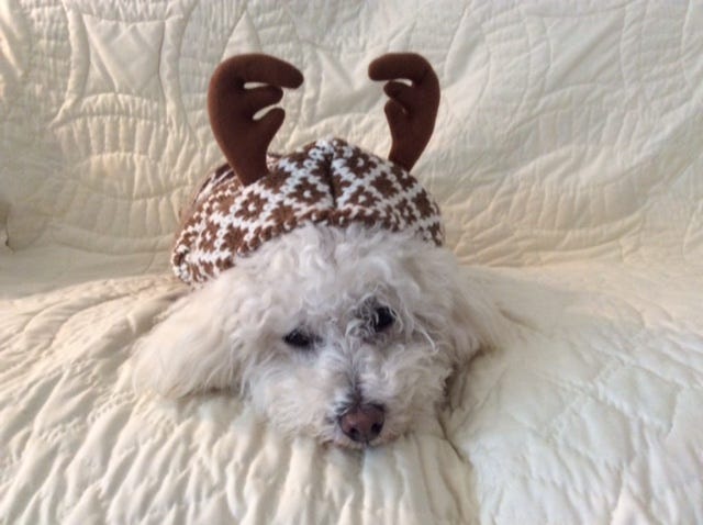 See Arizona pets dressed up for the holidays