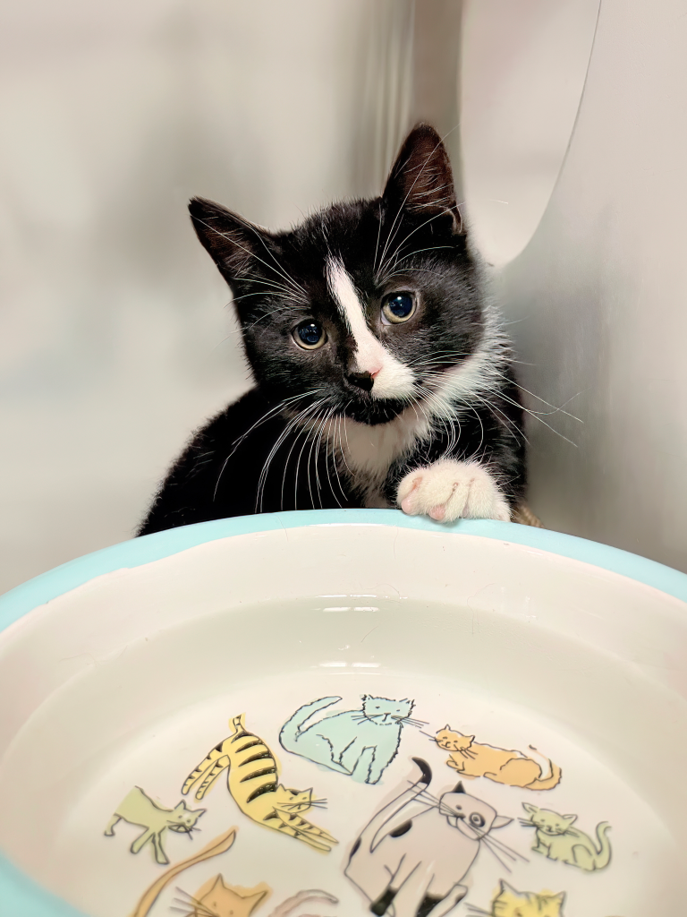 Moment of Paws: When feeding pets becomes a struggle – Dorchester Reporter