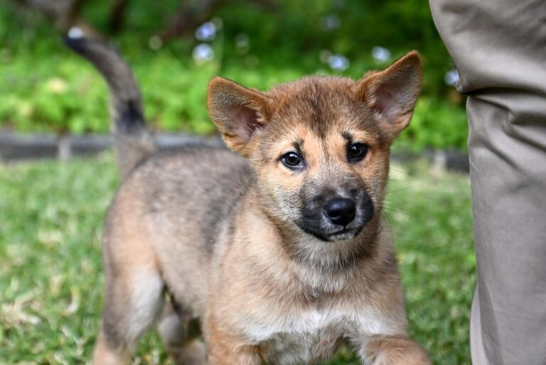 Australian state weighs rule change to allow dingoes to be pets – UPI.com