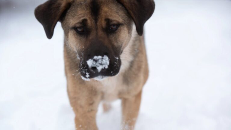 Keeping pets safe during cold winter months – KSL NewsRadio