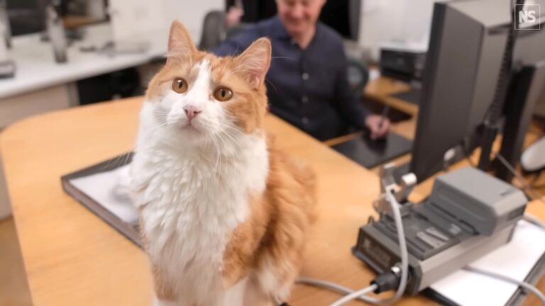 Animal Photographer Explains Why Humans Find Cats To Be So Unbearably Cute