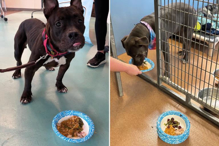 Shelter Dogs Receive Special Thanksgiving Gift, Their Response Is Adorable – Newsweek