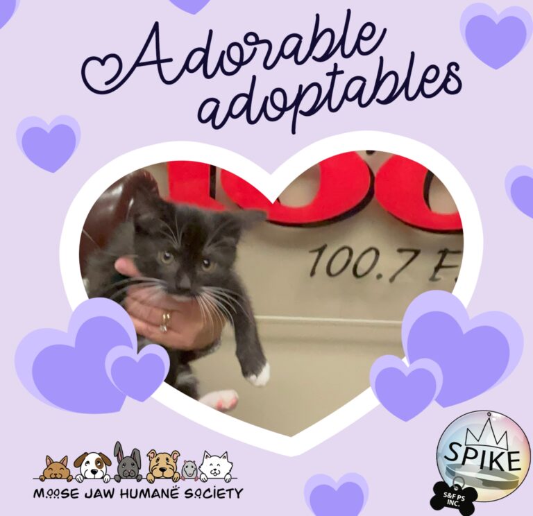 Meet Vladdy : November 14th's Spike Grooming & Pet Boarding Retreat Adorable Adoptable!