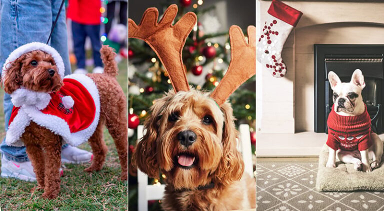 Tail-wagging Christmas events for dogs in Dubai – WhatsOn.ae