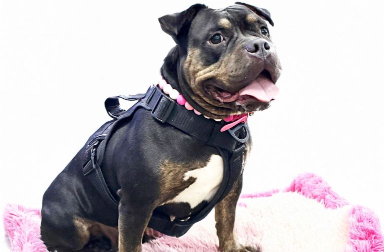 Pets | Poppy: I'm Affectionate and Cute – Out South Florida