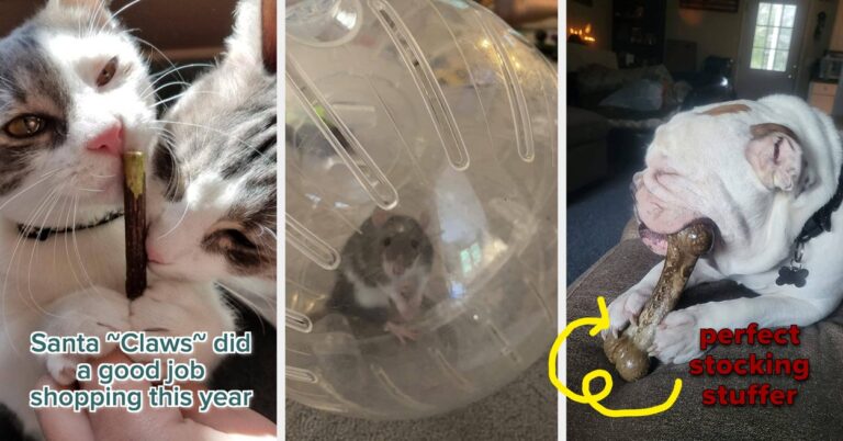 28 Gifts To Give Your Pets Some Holiday Cheer – BuzzFeed