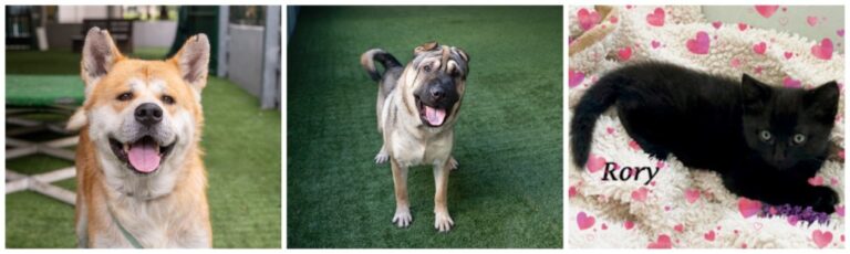Meet Max, Ruffles and Rory, this week's Pets of the Week in the San Gabriel Valley