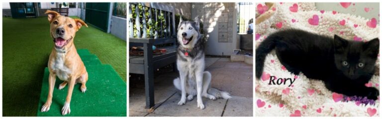 Meet Dylan, Roxy and Rory, this week's Pets of the Week – San Gabriel Valley Tribune