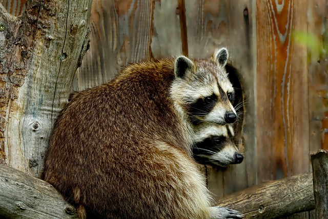 Study on urban raccoons: While scientists speak of "pets," Europe is waging a war of extermination.