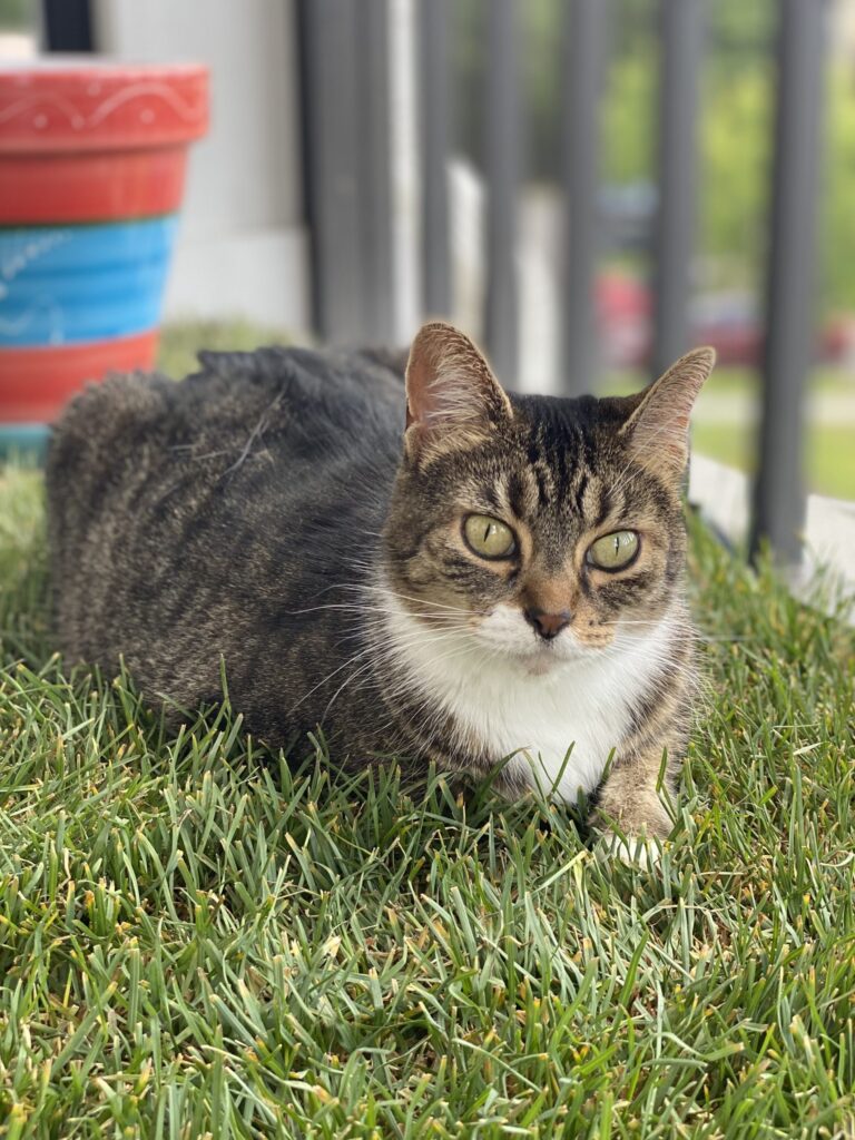 Meet Cali: November BFF of the Month, CreekLine – Florida NewsLine