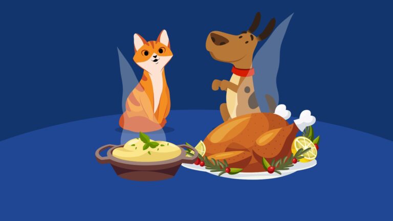 Keep These Thanksgiving Foods Away From Your Pets – The Weather Channel