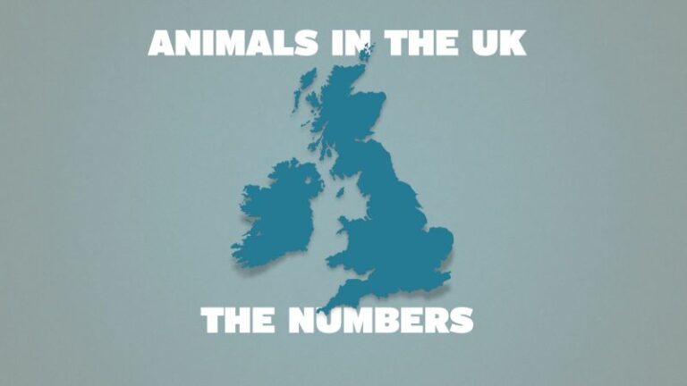 Animal Uses In Society – Understanding Animal Research