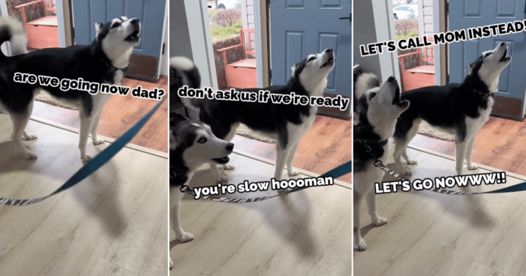 Huskies Are Very Vocal About Their Delayed Walk in Cute Video – DogTime