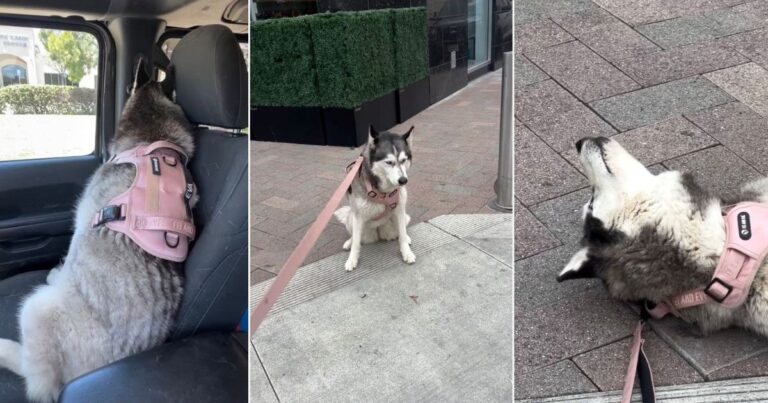 Video: Husky Holds Grudge After Owner Ignores Pet Store Tantrum – DogTime
