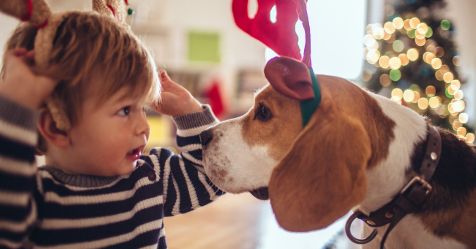 Santa paws approved! The best Christmas gifts for your pet – Bounty Parents