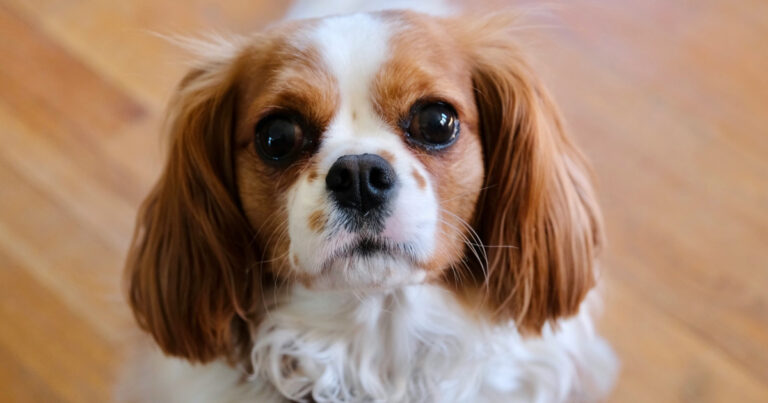 Cavalier King Charles Spaniel's Gentle Patience With Baby Girl Is Everything – Parade Pets