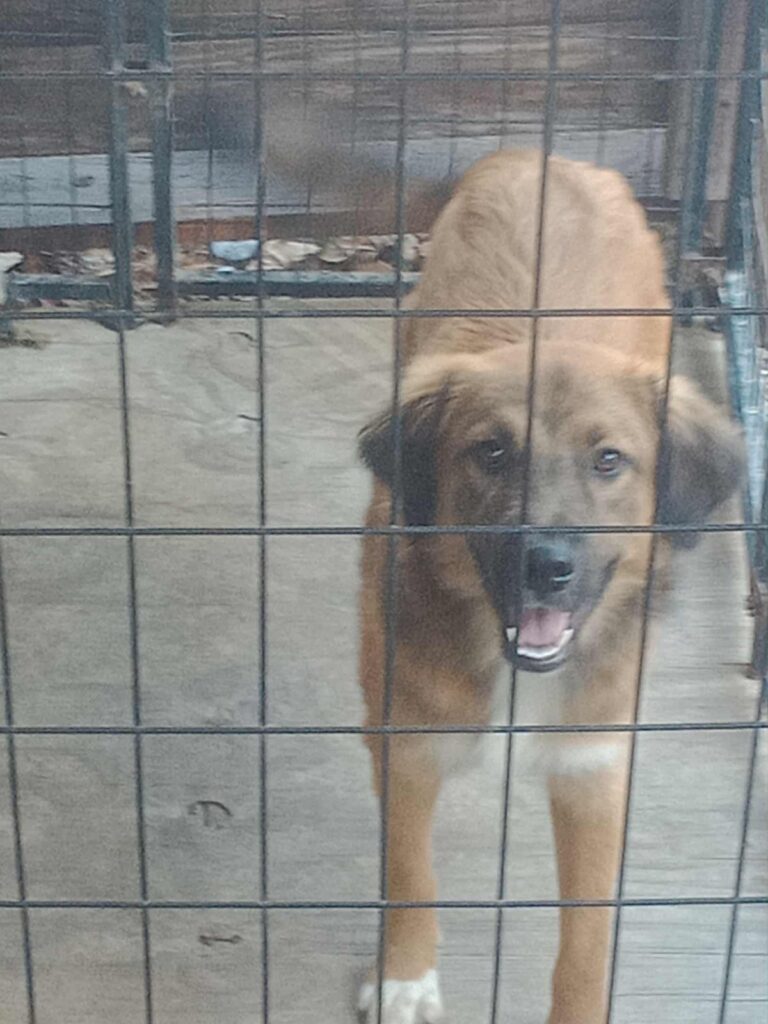 Pets of the week: Teddy Bear, Mister, Bailey and Wyatt – The Natchez Democrat