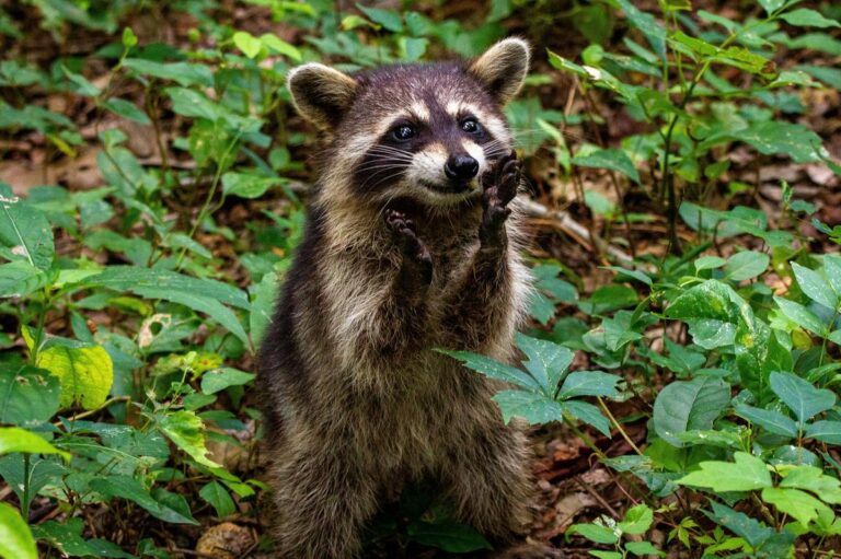 I Really Want a Pet Raccoon! But is it Legal in Iowa?