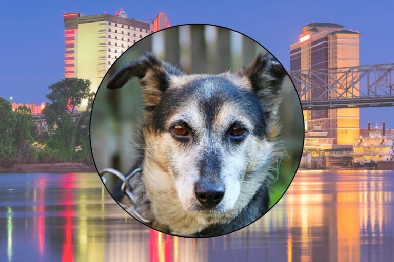 Shreveport Pet Owners: Felony Charges for Leaving Animals in the Cold