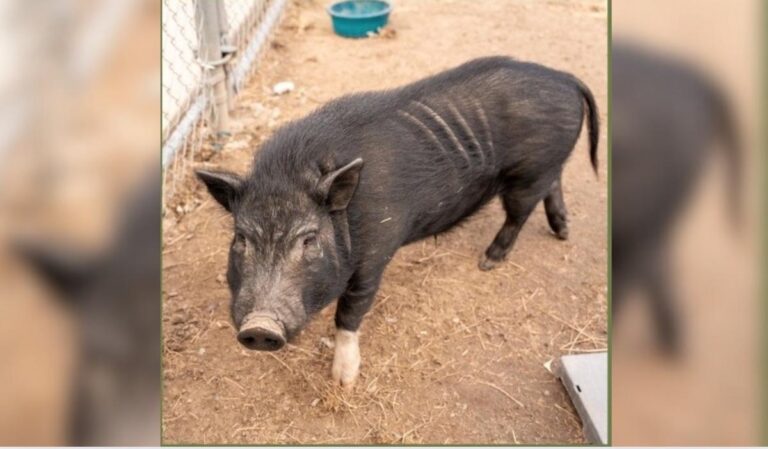 Idaho Animal Shelter Needs Help Finding Home for Potbelly Pig – 103.5 kissfm