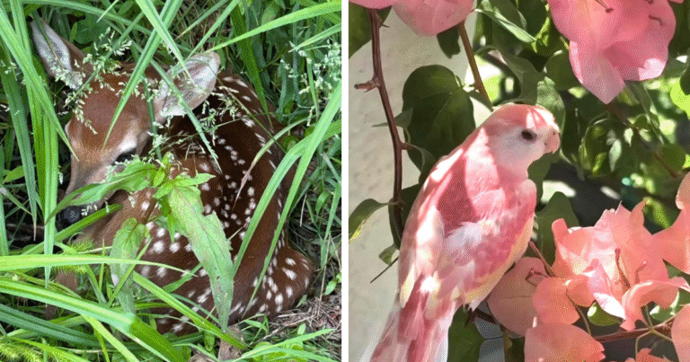 "Had A Visitor In Our Garden Today": 54 Cute Animal Pics That Deserve Your Attention