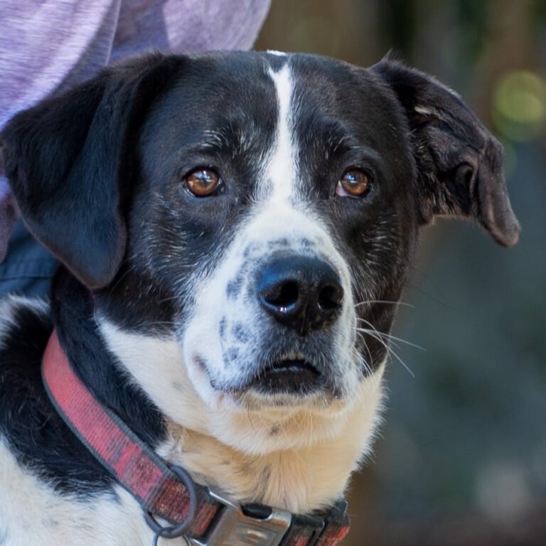 Pet of the Week: Meet Batman! – ABC Columbia