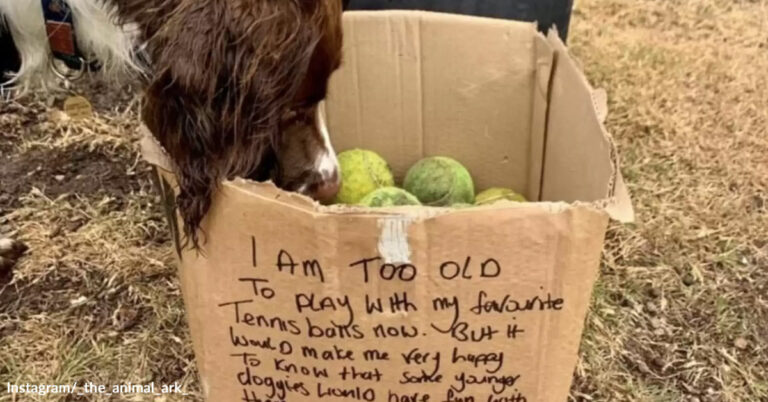 Senior Dog Gives Up His Beloved Tennis Balls To Make Other Pups Happy