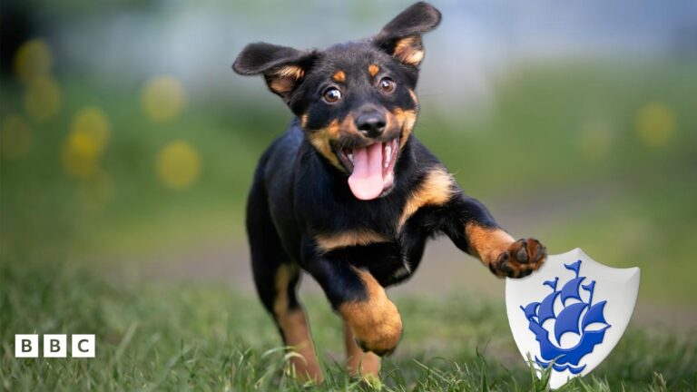 Can you guess the baby pet? – BBC