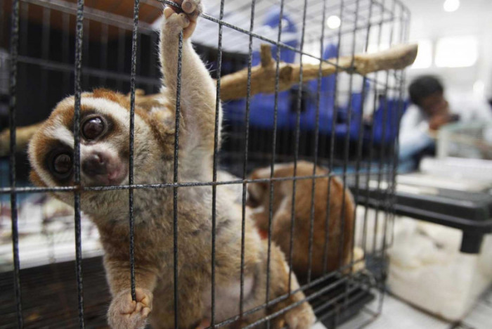 Cute posts, cruel trade – Bangkok Post