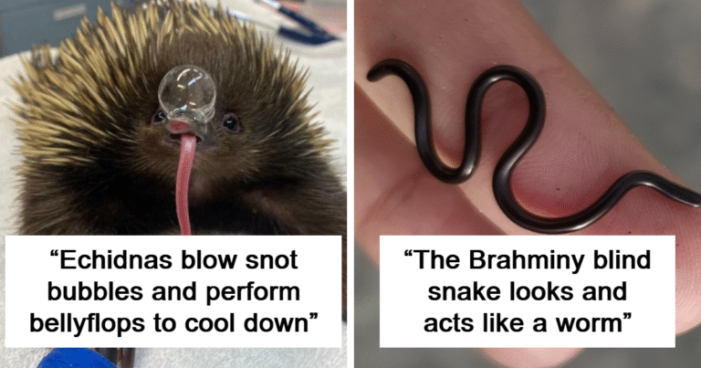 “Awwducational”: 100 Times Learning About Animals Was Both Educational And Adorable