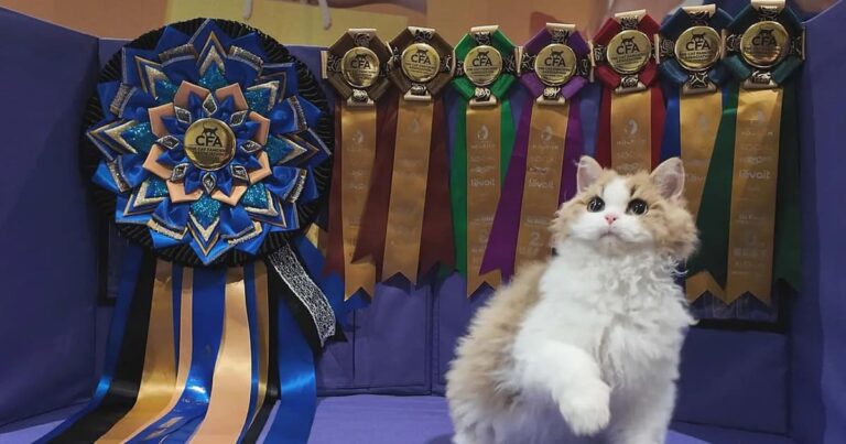 Meet Akiko, the cat with the grace of a Japanese lady | FMT – Free Malaysia Today