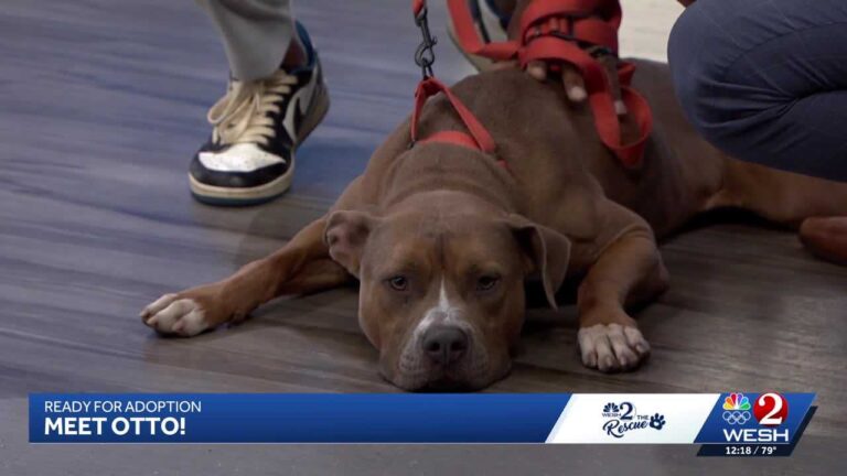 Otto from Seminole County Animal Services needs a home – WESH