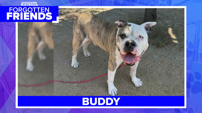Bulldog and Mastiff mix named Buddy is so ugly, he's cute | Forgotten Friends