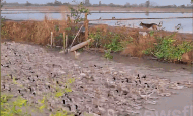 Pair of dogs herd thousands of ducks home – VnExpress International