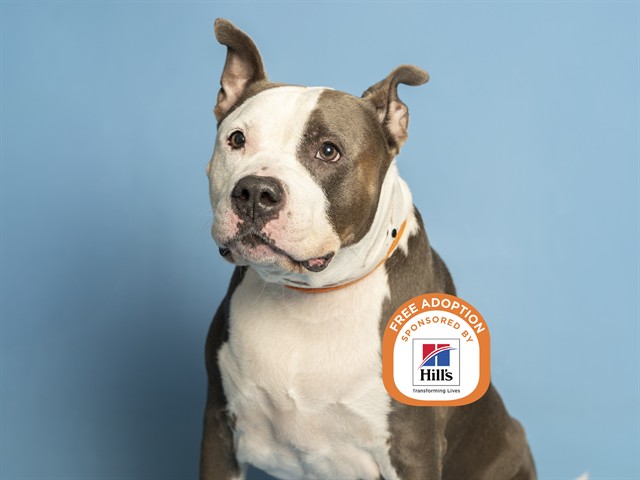 Mochi: A Perfect Mix of Everything Cute! – Arizona Foothills Magazine