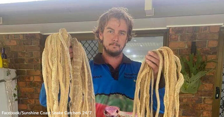 Family Discovers Dozens of Snake Skins in Their Roof – The Animal Rescue Site