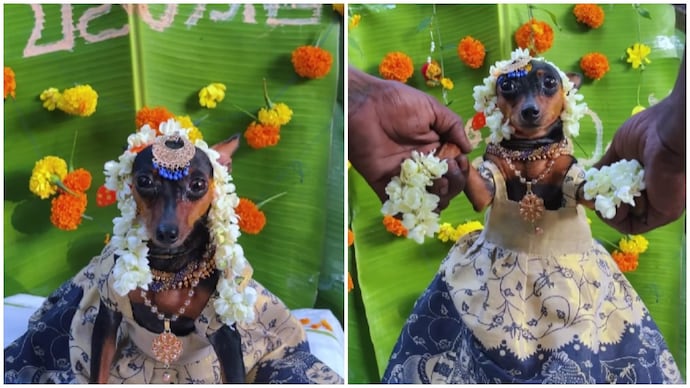 Cute Gesture: Watch Family Throws Traditional Baby Shower For Pregnant Pet … – PUNE PULSE