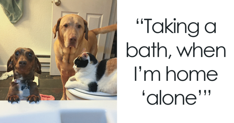 101 Times People Got A Pet And Had To Say Goodbye To Personal Space | Bored Panda