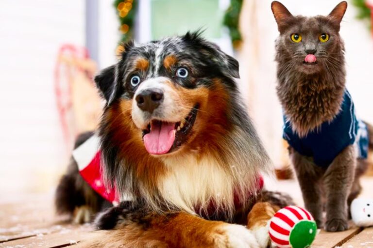 Your pets will go crazy for these special items at Chewy – TAG24