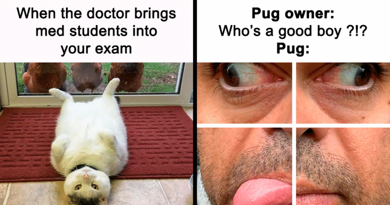 71 Hilarious Animal Memes You Didn't Know You Needed (New Pics) – Bored Panda