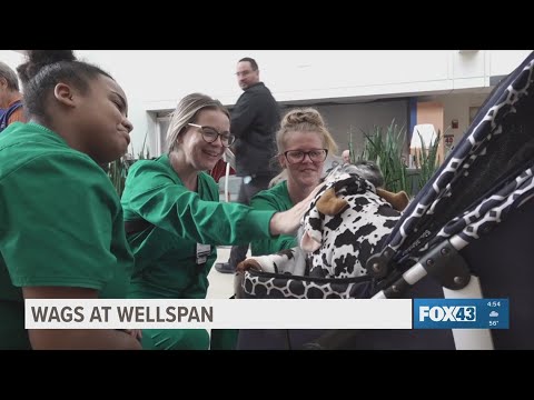 Wellspan York Hospital Patients and Staff enjoy furry Halloween visit – YouTube