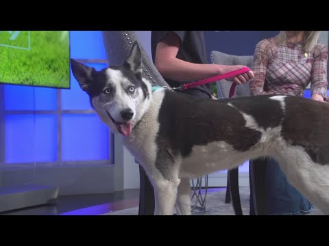 Zoe is an 8-year-old husky looking for her forever home – YouTube