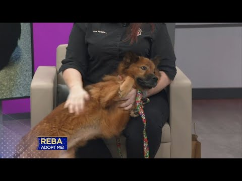 3 Plus Your Pets- East Ridge Animal Shelter – YouTube